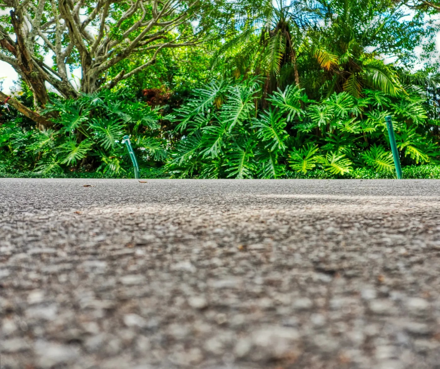 asphalt-texture-plants
